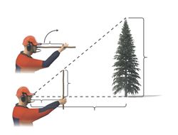 Odhad výšky stromu
